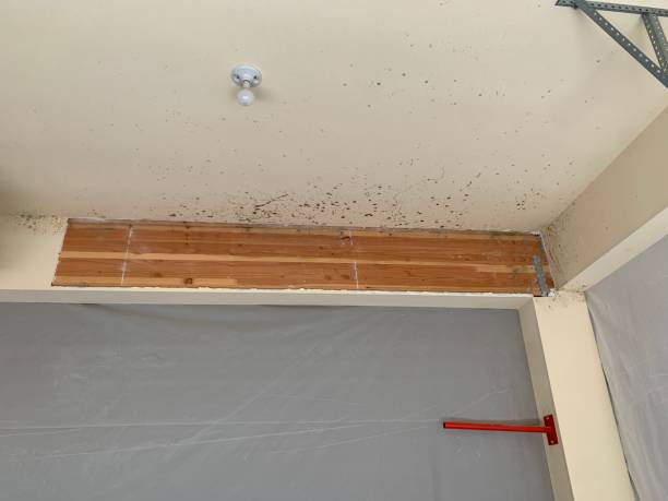 Best Attic Mold Removal  in USA